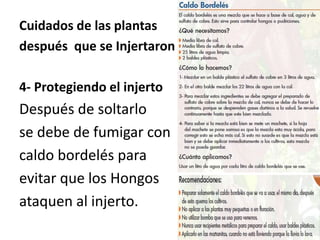 Cuidados de las plantas
después que se Injertaron
4- Protegiendo el injerto
Después de soltarlo
se debe de fumigar con
caldo bordelés para
evitar que los Hongos
ataquen al injerto.
 