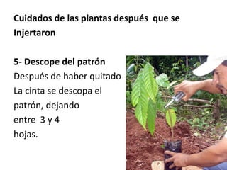 Cuidados de las plantas después que se
Injertaron
5- Descope del patrón
Después de haber quitado
La cinta se descopa el
patrón, dejando
entre 3 y 4
hojas.
 