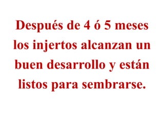 Después de 4 ó 5 meses
los injertos alcanzan un
buen desarrollo y están
listos para sembrarse.
 