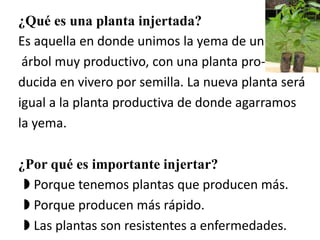 ¿Qué es una planta injertada?
Es aquella en donde unimos la yema de un
árbol muy productivo, con una planta pro-
ducida en vivero por semilla. La nueva planta será
igual a la planta productiva de donde agarramos
la yema.
¿Por qué es importante injertar?
◗ Porque tenemos plantas que producen más.
◗ Porque producen más rápido.
◗ Las plantas son resistentes a enfermedades.
 