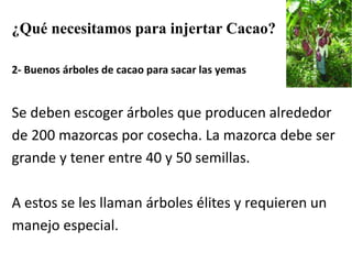 ¿Qué necesitamos para injertar Cacao?
2- Buenos árboles de cacao para sacar las yemas
Se deben escoger árboles que producen alrededor
de 200 mazorcas por cosecha. La mazorca debe ser
grande y tener entre 40 y 50 semillas.
A estos se les llaman árboles élites y requieren un
manejo especial.
 
