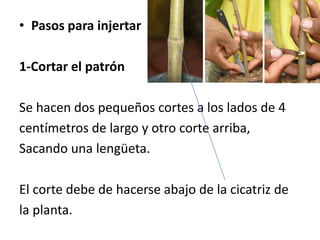 • Pasos para injertar
1-Cortar el patrón
Se hacen dos pequeños cortes a los lados de 4
centímetros de largo y otro corte arriba,
Sacando una lengüeta.
El corte debe de hacerse abajo de la cicatriz de
la planta.
 