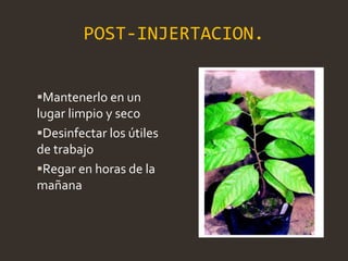 POST-INJERTACION.
Mantenerlo en un
lugar limpio y seco
Desinfectar los útiles
de trabajo
Regar en horas de la
mañana
 