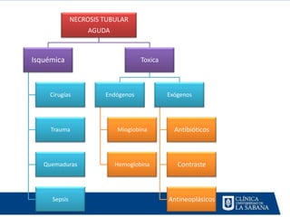 NECROSIS TUBULAR
                   AGUDA



Isquémica                          Toxica



     Cirugías          Endógenos            Exógenos




     Trauma                Mioglobina         Antibióticos



   Quemaduras              Hemoglobina         Contraste



     Sepsis                                 Antineoplásicos
 