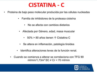 CISTATINA - C
• Proteina de bajo peso molecular producida por las células nucleadas

           • Familia de inhibidores de la proteasa cisteína

                • No se afecta con cambios dietarios

            • Afectada por Género, edad, masa muscular

               • 50% > 80 años tienen ↑ Cistatina C

            • Se altera en inflamación, patología tiroidea

          • Identifica alteraciones leves de la función renal.

    • Cuando se comienza a alterar se correlaciona con TFG 90
                ml/min/1,73m² SC ≠ Cr < 70 ml/min
 