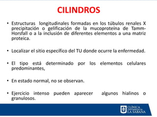 CILINDROS
• Estructuras longitudinales formadas en los túbulos renales X
  precipitación o gelificación de la mucoproteína de Tamm-
  Horsfall o a la inclusión de diferentes elementos a una matriz
  proteica.

• Localizar el sitio específico del TU donde ocurre la enfermedad.

• El tipo está determinado por los elementos celulares
  predominantes,

• En estado normal, no se observan.

• Ejercicio intenso pueden aparecer          algunos hialinos o
  granulosos.
 
