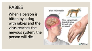 Injuries and diseases that affect the nervous system (lesson 9) | PPTX