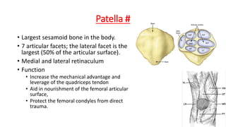 Patella #
• Largest sesamoid bone in the body.
• 7 articular facets; the lateral facet is the
largest (50% of the articular surface).
• Medial and lateral retinaculum
• Function
• Increase the mechanical advantage and
leverage of the quadriceps tendon
• Aid in nourishment of the femoral articular
surface,
• Protect the femoral condyles from direct
trauma.
 