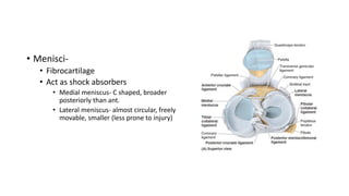 • Menisci-
• Fibrocartilage
• Act as shock absorbers
• Medial meniscus- C shaped, broader
posteriorly than ant.
• Lateral meniscus- almost circular, freely
movable, smaller (less prone to injury)
 
