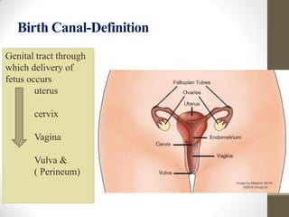 Birth Canal-Definition
Genital tract through
which delivery of
fetus occurs
uterus
cervix
Vagina
Vulva &
( Perineum)
 