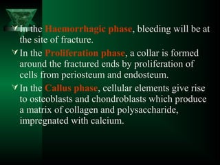 In the Haemorrhagic phase, bleeding will be at
the site of fracture.
In the Proliferation phase, a collar is formed
around the fractured ends by proliferation of
cells from periosteum and endosteum.
In the Callus phase, cellular elements give rise
to osteoblasts and chondroblasts which produce
a matrix of collagen and polysaccharide,
impregnated with calcium.
 