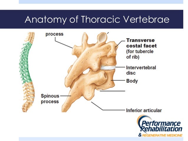 Injury prevention shoulder and thoracic spine