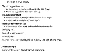 Ok Sign Strength Comprehensive Clinical Assessment of Upper Limb Nerve Injuries and ...