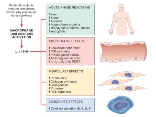 ACUTE INFLAMMATION