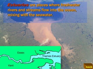 Estuaries are places where freshwater
rivers and streams flow into the ocean,
mixing with the seawater.




                                          back
 