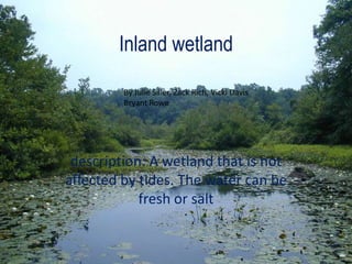 Inland wetland description: A wetland that is not affected by tides. The water can be fresh or salt By Julie Siller, Zack Rich, Vicki Davis Bryant Rowe 