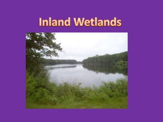 Inland Wetlands 