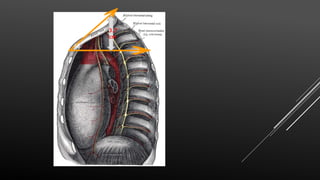 Thoracic Inlet Radiology Inlet of thorax | PPTX