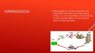 NÄRINGSKEDJA  Näringskedja är ju en lite ekosystem som
börjar alltid med växter och slutar med en
rovdjur, t.ex. om vi tar blåbär och kommer då
en hare som äter blåbär och sen kommer
räven och äter upp haren.
 