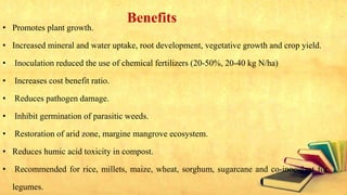 Benefits
• Promotes plant growth.
• Increased mineral and water uptake, root development, vegetative growth and crop yield.
• Inoculation reduced the use of chemical fertilizers (20-50%, 20-40 kg N/ha)
• Increases cost benefit ratio.
• Reduces pathogen damage.
• Inhibit germination of parasitic weeds.
• Restoration of arid zone, margine mangrove ecosystem.
• Reduces humic acid toxicity in compost.
• Recommended for rice, millets, maize, wheat, sorghum, sugarcane and co-inoculant for
legumes.
 