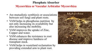 Phosphate Absorber
Mycorrhiza or Vascular Arbicular Mycorrhiza
• Are mutualistic symbiosis or associations
between soil fungi and plant roots.
• VAM helps in phosphorus nutrition by
not only increasing its availability but
also increasing the mobility.
• VAM improves the uptake of Zinc,
Copper and water.
• VAM enhances the resistance to root
disease and improve hardness of
transplant stock.
• VAM helps in wasteland reclamation by
providing extended arm to plant root.
 