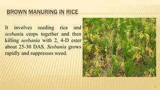 BROWN MANURING IN RICE
38
It involves seeding rice and
sesbania crops together and then
killing sesbania with 2, 4-D ester
about 25-30 DAS. Sesbania grows
rapidly and suppresses weed.
 