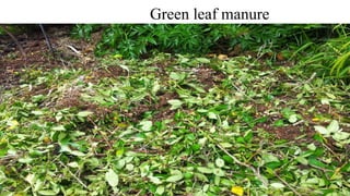 Green leaf manure
 