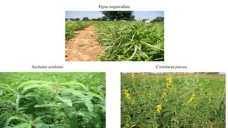 Vigna unguiculata
Crotolaria junceaSesbania aculeata
 