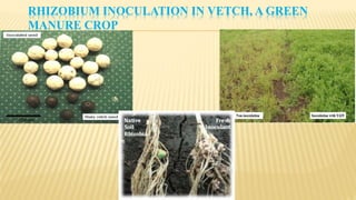 RHIZOBIUM INOCULATION IN VETCH, A GREEN
MANURE CROP
 