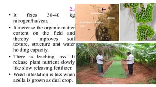 2.Azolla
• It fixes 30-40 kg
nitrogen/ha/year.
• It increase the organic matter
content on the field and
thereby improves soil
texture, structure and water
holding capacity.
• There is leaching loss. It
release plant nutrient slowly
like slow releasing fertilizer.
• Weed infestation is less when
azolla is grown as dual crop.
 