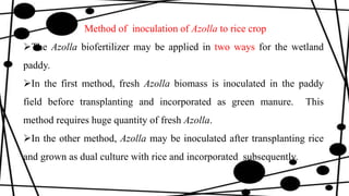 Method of inoculation of Azolla to rice crop
The Azolla biofertilizer may be applied in two ways for the wetland
paddy.
In the first method, fresh Azolla biomass is inoculated in the paddy
field before transplanting and incorporated as green manure. This
method requires huge quantity of fresh Azolla.
In the other method, Azolla may be inoculated after transplanting rice
and grown as dual culture with rice and incorporated subsequently.
 