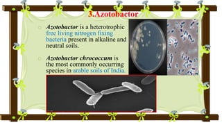 3.Azotobactor
o Azotobactor is a heterotrophic
free living nitrogen fixing
bacteria present in alkaline and
neutral soils.
o Azotobactor chrococcum is
the most commonly occurring
species in arable soils of India.
 