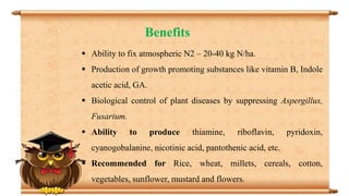 Benefits
 Ability to fix atmospheric N2 – 20-40 kg N/ha.
 Production of growth promoting substances like vitamin B, Indole
acetic acid, GA.
 Biological control of plant diseases by suppressing Aspergillus,
Fusarium.
 Ability to produce thiamine, riboflavin, pyridoxin,
cyanogobalanine, nicotinic acid, pantothenic acid, etc.
 Recommended for Rice, wheat, millets, cereals, cotton,
vegetables, sunflower, mustard and flowers.
 
