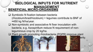 BIOLOGICAL INPUTS FOR NUTRIENT
MANAGEMENT
BENEFICIAL MICRO-ORGANISMS
 Symbiotic N fixation between bacteria
(rhizobium/bradrhizobium) + legumes contribute to BNF of
≈450 kg N/ha/year.
 Non-symbiotic and associative N fixer inoculation with
bacteria, e.g. Azospirillum reduce N requirement of non-
leguminous crop by 20 kg/ha.
 Plant growth promoting rhizobacteria (PGPR) improve plant
growth through hormonal effects and reduce disease severity.
10
 