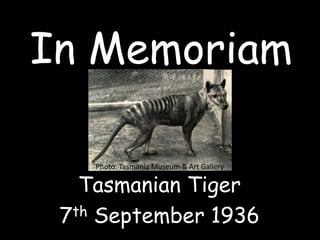 In Memoriam Photo: Tasmania Museum & Art Gallery Tasmanian Tiger 7th September 1936 