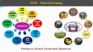 PANCHGAVYA
COW
GHEE
1 KG COW
URINE
10 LITRE
WATER
10
LITRE
COW
DUNG
7 KG
COW
MILK
3 LITRE
COW
CURD
2 LITRE
COCONUT
WATER
3 LITRE
JAGGERY
3 KG
BANANA
12 NO
panchgavya
Dung
Wate
r
Urine
Ghee
Milk
Banan
a
Coconut
Curd
Jagger
y
Panchgavya, Jivamrit, Ghanjivamrit, Bijamrit etc.
 