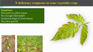 Symptoms
Pale green or yellow leaves
Not enough chlorophyll
Symptoms begin in lower leaves
Very slow growth
 