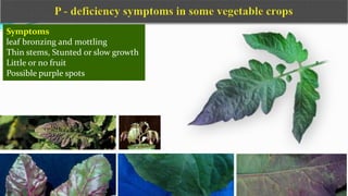 Symptoms
leaf bronzing and mottling
Thin stems, Stunted or slow growth
Little or no fruit
Possible purple spots
 