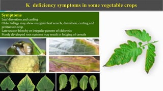 Symptoms
Leaf distortion and curling
Older foliage may show marginal leaf scorch, distortion, curling and
premature drop
Late season blotchy or irregular pattern of chlorosis
Poorly developed root systems may result in lodging of cereals
 