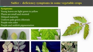 Symptoms
Young leaves are light green to yellow
Plants are small and stunted
Delayed maturity
Uniform pale green chlorosis
Purple vein color
Purple and reddish pigmentation
 