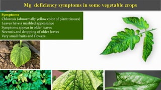 Symptoms
Chlorosis (abnormally yellow color of plant tissues)
Leaves have a marbled appearance
Symptoms appear in older leaves
Necrosis and dropping of older leaves
Very small fruits and flowers
 