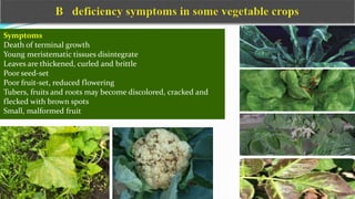 Symptoms
Death of terminal growth
Young meristematic tissues disintegrate
Leaves are thickened, curled and brittle
Poor seed-set
Poor fruit-set, reduced flowering
Tubers, fruits and roots may become discolored, cracked and
flecked with brown spots
Small, malformed fruit
 