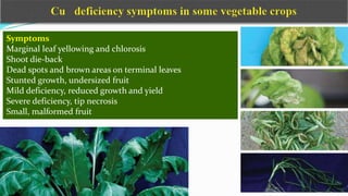 Symptoms
Marginal leaf yellowing and chlorosis
Shoot die-back
Dead spots and brown areas on terminal leaves
Stunted growth, undersized fruit
Mild deficiency, reduced growth and yield
Severe deficiency, tip necrosis
Small, malformed fruit
 