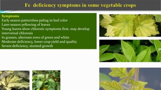 Symptoms
Early season patternless paling in leaf color
Later season yellowing of leaves
Young leaves show chlorotic symptoms first, may develop
interveinal chlorosis
In grasses, alternate rows of green and white
Moderate deficiency, lower crop yield and quality
Severe deficiency, stunted growth
 