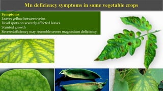 Symptoms
Leaves yellow between veins
Dead spots on severely affected leaves
Stunted growth
Severe deficiency may resemble severe magnesium deficiency
 