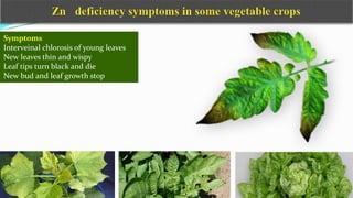 Symptoms
Interveinal chlorosis of young leaves
New leaves thin and wispy
Leaf tips turn black and die
New bud and leaf growth stop
 