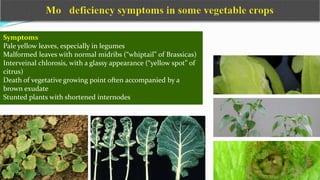 Symptoms
Pale yellow leaves, especially in legumes
Malformed leaves with normal midribs (“whiptail” of Brassicas)
Interveinal chlorosis, with a glassy appearance (“yellow spot” of
citrus)
Death of vegetative growing point often accompanied by a
brown exudate
Stunted plants with shortened internodes
 