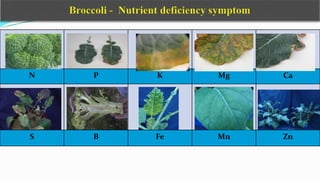N P K Mg Ca
S B Fe Mn Zn
 