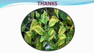 INM in Vegetable crops .pptx