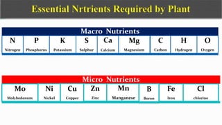 Macro Nutrients
N
Nitrogen
P
Phosphorus
K
Potassium
S
Sulphur
Ca
Calcium
Mg
Magnesium
C
Carbon
H
Hydrogen
O
Oxygen
Micro Nutrients
Mo
Molybedenum
Ni
Nickel
Cu
Copper
Zn
Zinc
Mn
Manganese
B
Boron
Fe
Iron
Cl
chlorine
 
